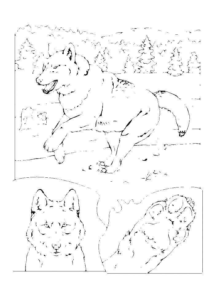 Раскраска волки - природа (волки)