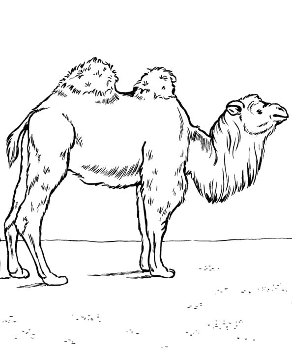 Раскраска двухгорбатого верблюда для детей (двухгорбатый, верблюд, дети, развивающие)