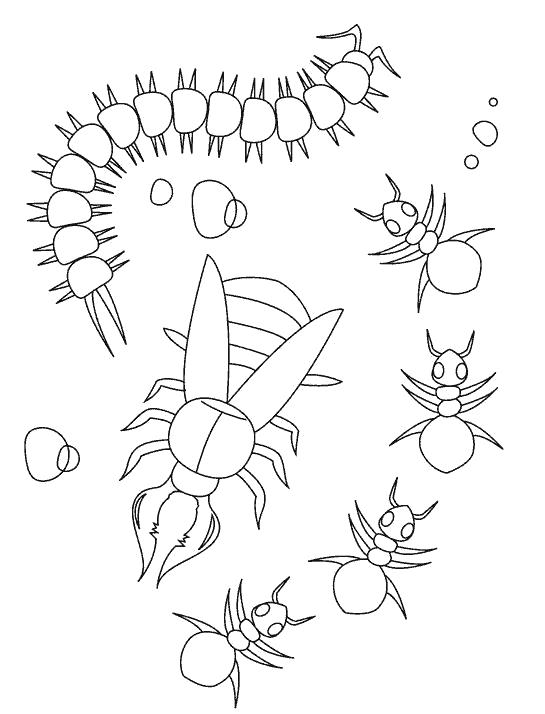 Раскраска насекомых: Сороконожка, Жук (Сороконожка, Жук)