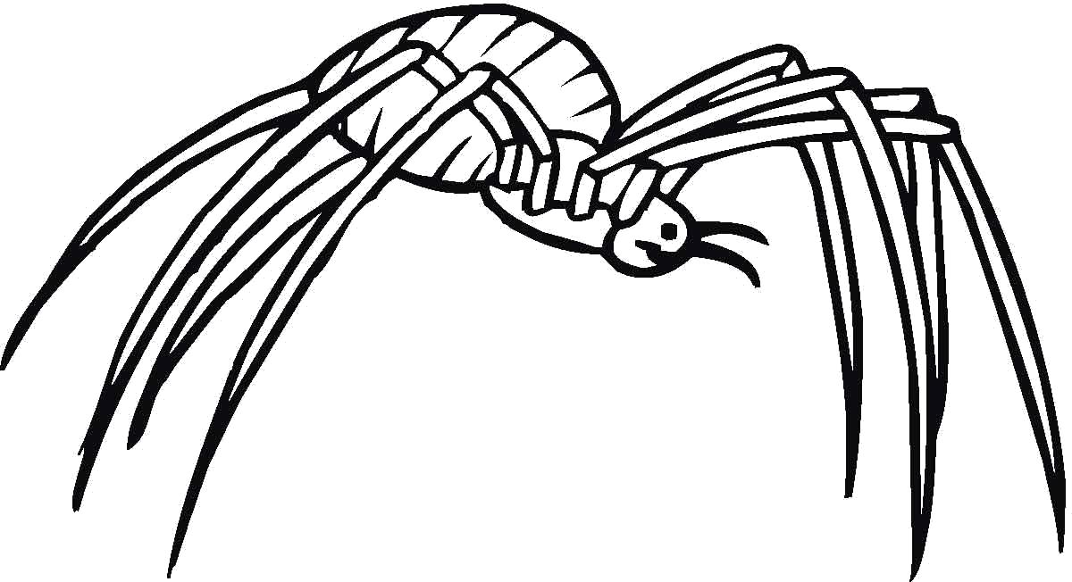 Раскраска на тему насекомых и пауков (паук)