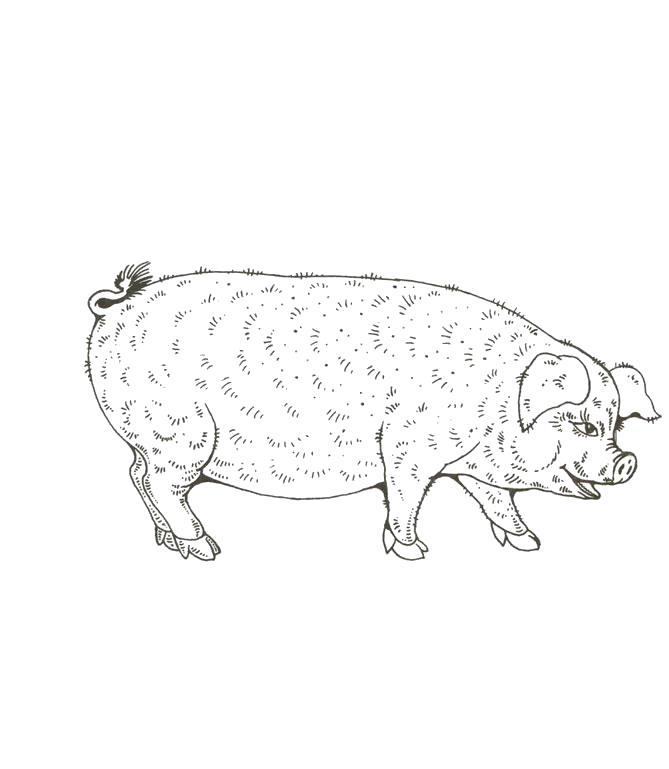 Раскраски с изображением домашней свиньи (домашние, свинья, развивающие)
