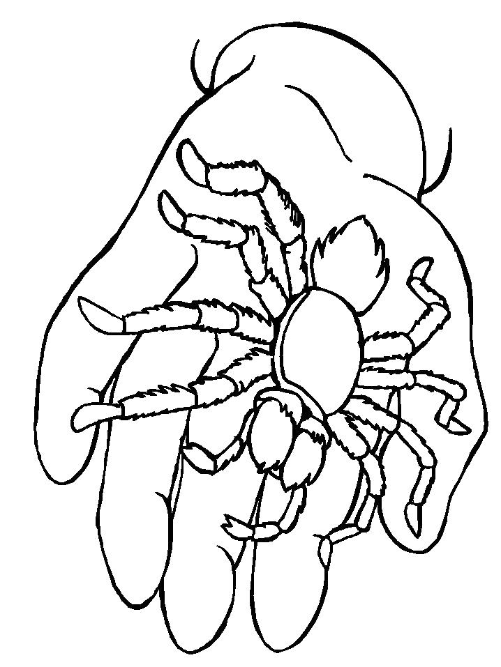 Раскраска паука и других насекомых (паук)