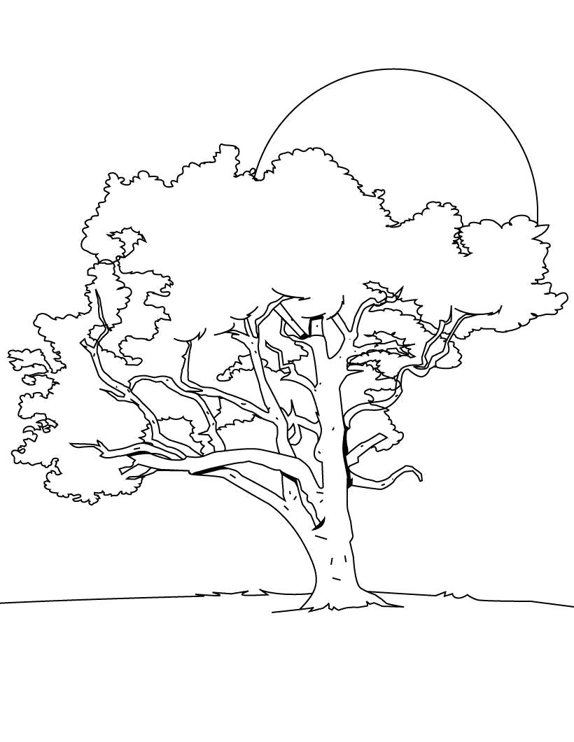 Раскраска растения дерево для мальчиков (растения, дерево)