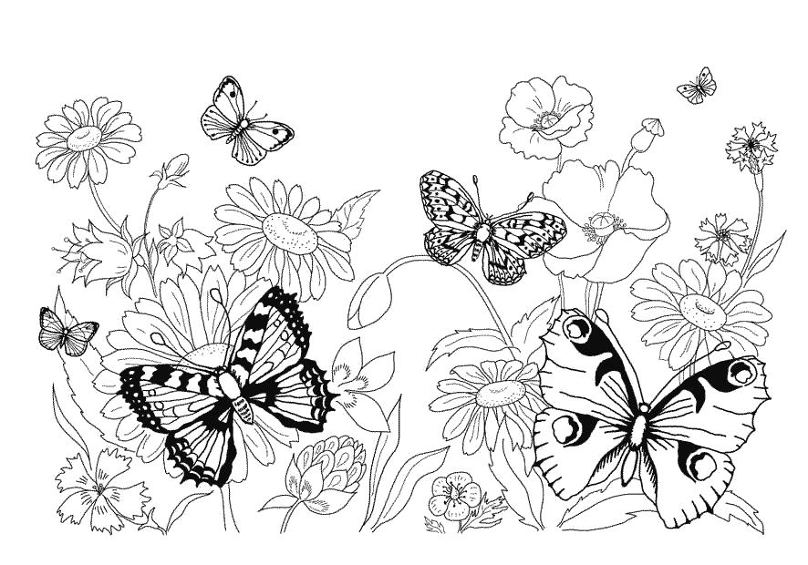 Раскраска бабочки для детей (насекомые, бабочки)