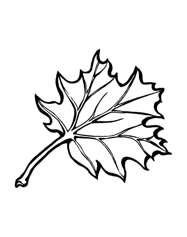 Раскраска растения лист